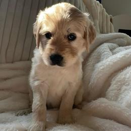 Golden - Cream female Goldendoodle puppy in Glennville, Georgia from Pickle Creek Kennels