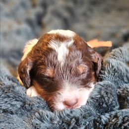 Willie - Parti male Goldendoodle puppy in Pittsburg, Texas from Grace Springs Goldendoodles
