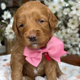 Zara - Apricot female Goldendoodle puppy in Yuciapa, California from AlltheDoodlez_