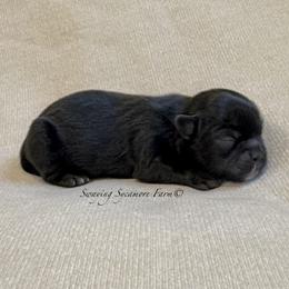 Black with White Male - Black and white male Shih Tzu puppy in Waynetown, Indiana from Swaying Sycamore Farm