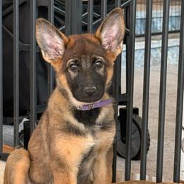 Amethyst - Black and tan female German Shepherd puppy in Anaheim, California from Hanan's German Shepherds