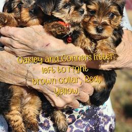 Yorkshire Terrier Puppies from Hip Hoppin Yorkies