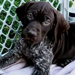 German Shorthaired Pointers from Von Beauchene Breeders