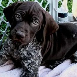 German Shorthaired Pointers from Von Beauchene Breeders