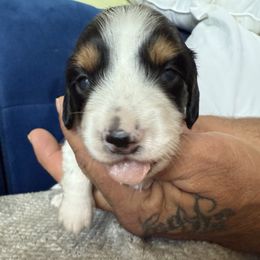 Boy 3 - Piebald male Dachshund puppy in Phoenix, Arizona from Jennifer's Guardian Doxies