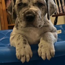 Great Dane Puppies from BkB’s House of Danes