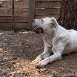 Central Asian Shepherd Dog All Grown Up from Alabaivalley