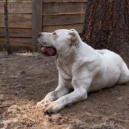 Central Asian Shepherd Dog All Grown Up from Alabaivalley