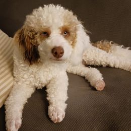 Bernedoodles from Kim Quinn's Bernedoodles