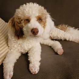 Bernedoodles from Kim Quinn's Bernedoodles