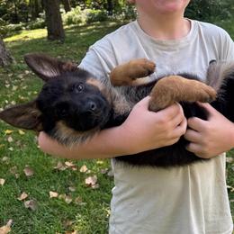 Miss Purple - Black and tan female German Shepherd puppy in Lawton, Michigan from Free Indeed Shepherds