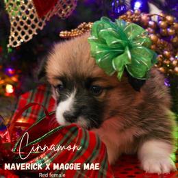 Cinnamon - Sable female Pembroke Welsh Corgi puppy in Walsh, Colorado from Wilson Ranch Corgis