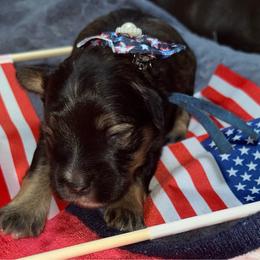 Roxy - Black female Miniature Schnauzer puppy in Port Orchard, Washington from Silver Bells Miniature Schnauzers