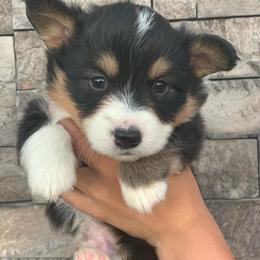 Pembroke Welsh Corgi Puppies from Nunas Corgis