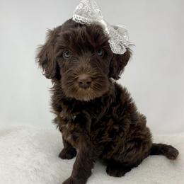 Helene - Chocolate female Goldendoodle puppy in Calhoun, Georgia from FamilyLoved Doodles