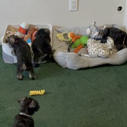 Miniature Schnauzer Puppies from Mini Schnauzers for Life