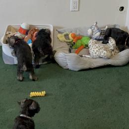 Miniature Schnauzer Puppies from Mini Schnauzers for Life