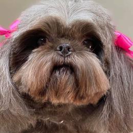 Shih Tzus from Sunrise shihtzu blossom