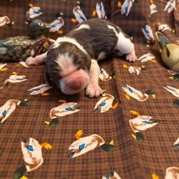 Pintail - Liver white and roan female English Springer Spaniel puppy in Braidwood, Illinois from A & R Springers