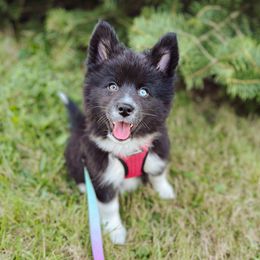 Hula - Black and white female Pomsky puppy in Cleveland, Ohio from Lake Point Pomskies