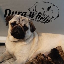 Serenity - Pug