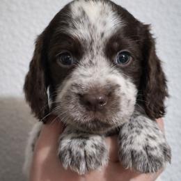 Hoku - Liver white and roan male English Springer Spaniel puppy in Florida from Thunderbird Springers