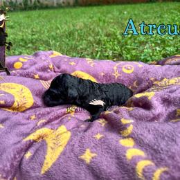 Atreus - Black male Poodle puppy in Winston Salem, North Carolina from Bewitching Kennels