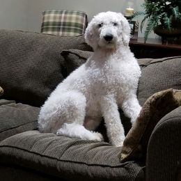 Apollo - Goldendoodle