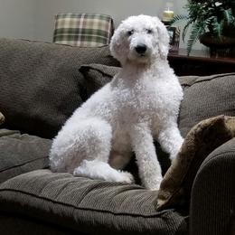 Apollo - Goldendoodle