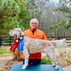 English Setter Puppies from Pinewalker English Setters