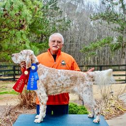 English Setter Puppies from Pinewalker English Setters