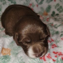 Radar - White and red male Border Collie puppy in Watsontown, Pennsylvania from Kate Gresham
