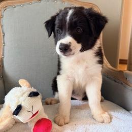Boy 2 - male Border Collie puppy in Harlingen, Texas from KAR3 Farms