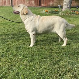 Dolly - Labrador Retriever