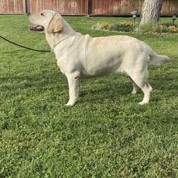 Dolly - Labrador Retriever