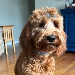 Bernedoodles and Goldendoodles from Doodling Around Indiana Poodles & Doodles