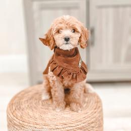 Adira - Red  female Goldendoodle puppy in Punta Gorda, Florida from Transformation Acres Goldendoodle