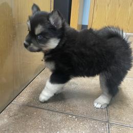 Pomsky Puppies from Blue Sky Pomsky