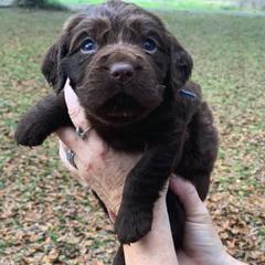 Boykin Spaniel Puppies from Flyin W Boykins