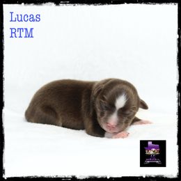 Lucas - Red Miniature Australian Shepherd puppy in Jacksonville, Texas from AG Toy & Mini Aussies