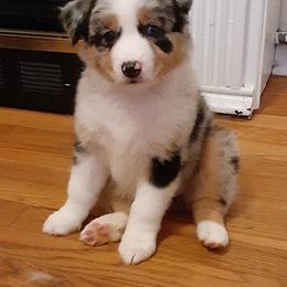 Aussiedoodle, Australian Shepherd, and Golden Retriever Puppies from Hope & Joy Acres