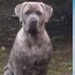 Cane Corso from Rhode Island Cane Corso