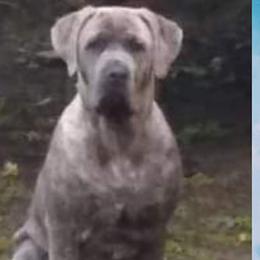 Cane Corso from Rhode Island Cane Corso
