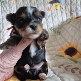 Andy - Black and tan male Yorkshire Terrier puppy in Yadkinville, North Carolina from Yadkinyorkies&Morkies