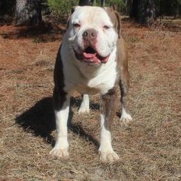 Alapaha Blue Blood Bulldog All Grown Up from Chop Top Alapahas