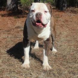 Alapaha Blue Blood Bulldog All Grown Up from Chop Top Alapahas