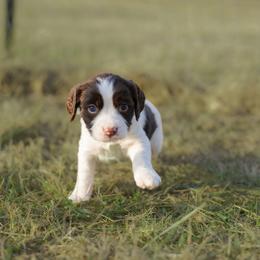Copper - Liver and white male English Springer Spaniel puppy in Lynchburg, Virginia from Southern Springers
