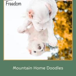 Freedom - Apricot male Australian Labradoodle puppy in Cashmere, Washington from Mountain Home Doodles