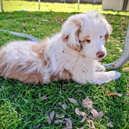 Finn - Red merle male Miniature Australian Shepherd puppy in Copperas Cove, Texas from Aussies Acre