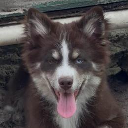 Mickey - Chocolate male Pomsky puppy in Spring Hill, Florida from PDQ Pomskies